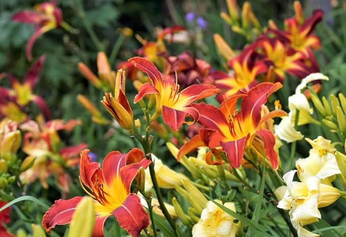 50PCS Mixed Color Daylily Hemerocallis Seeds Day Lily Fine Red Purple Flower Seeds Garden Plant