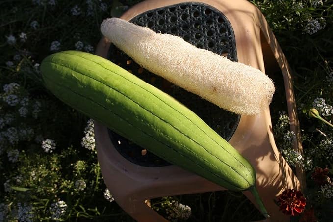 10+ Seeds Dishrag Gourd (Smooth Luffa, Sponge, Rag) Long - Vegetable Green