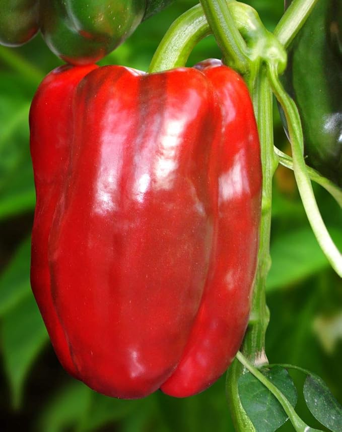 Seeds Vegetable Sweet Bell Red Giant Pepper - 30 Seeds