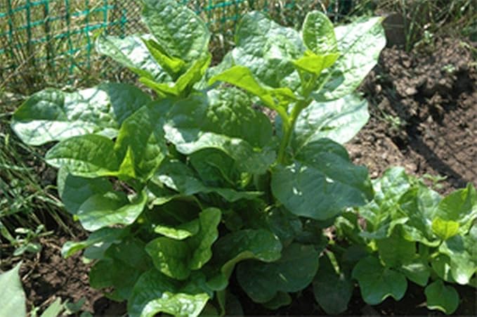 Malabar Spinach (Green Stem Variety) - Excellent for stir-fry cooking or RAW!!!!(10 - Seeds)
