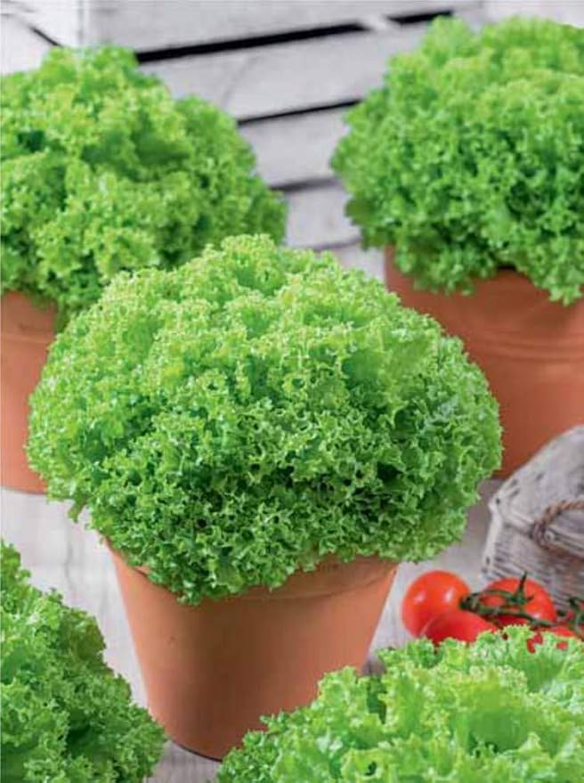 Seeds Vegetable Indoor Mix of Italian Lettuce and Spicy Crops Year-Round (Romaine, Frise, Arugula, Lollo Bionda, Lolla Rossa, Traditional Lettuce) Heirloom for Salads - 1000 Seeds