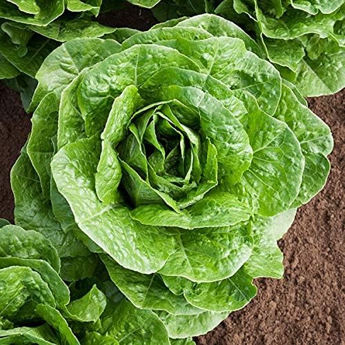 Organic Lettuce Seeds, APPR. 1,100, Parris Island Romaine Lettuce, Heirloom Vegetable Seeds, Certified Organic, Non GMO, Non Hybrid, USA