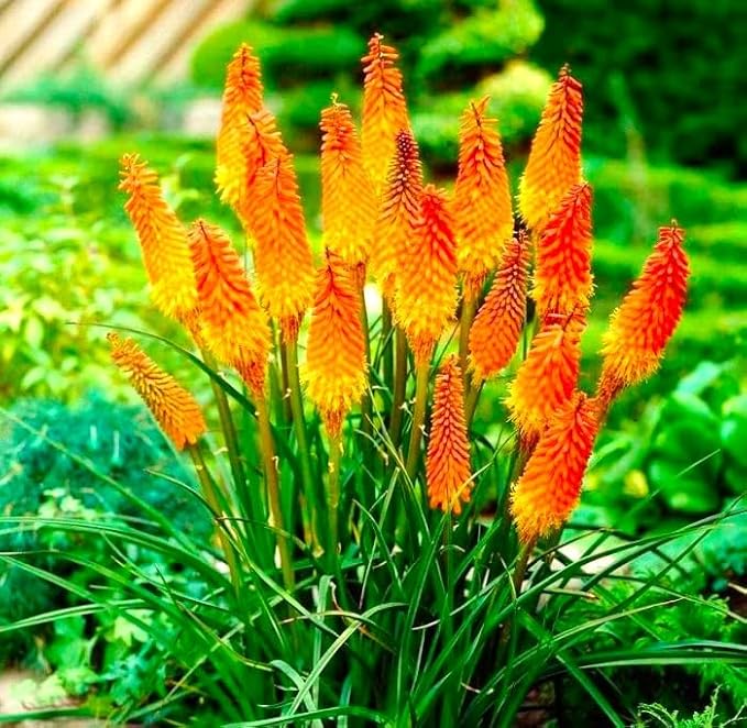 Seeds Kniphofia Red Hot Poker 80 Seeds Torch Lily Poker Plant Flame Flower Rocket Flower Perennial Plant