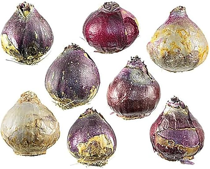 6 Large Mixed Hyacinth Bulbs – Premium 16-17cm Size for Stunning Spring Blooms in Purple, Blue, White, Pink, Yellow, Orange, and Peach