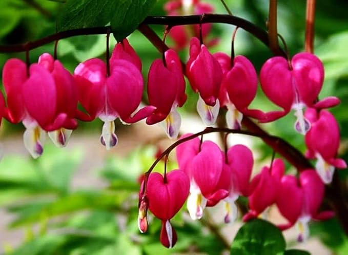20 pcs Red Bleeding Heart Seeds - Rare Dicentra Spectabilis Flower Seeds