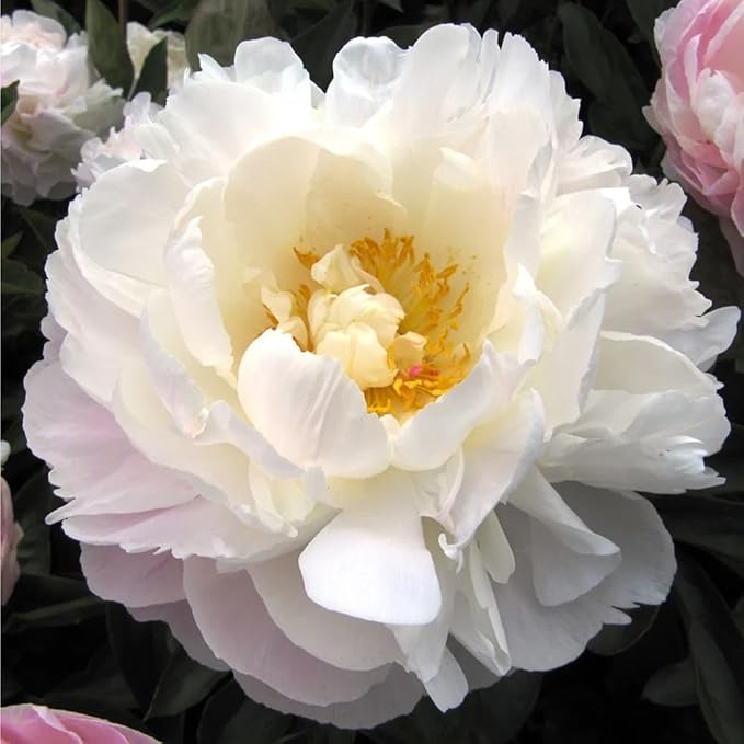 103+ Double Mixed Peonies Seeds Perennial Flower for Planting Outdoors,Premium Peony Seeds,Peony Flowers Seed Non-GMO Heirloom with Ruffled Blooms Garden