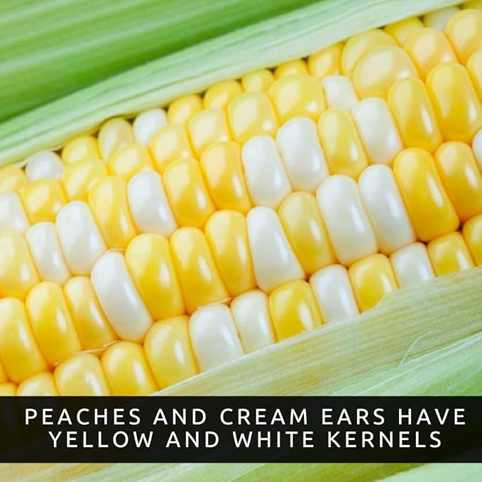 Peaches and Cream Sweet Corn Seeds (250+ Seeds) – Bicolor Yellow and White Kernels, Sugary Enhanced Hybrid for Home Gardens, Tender Sweet Flavor, Summer Harvest Vegetable Seed