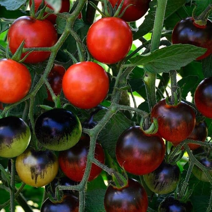 Park Seed Cherry Tomato Seeds, Planting Vegetables, Easy to Grow, Non-GMO, Variety of Colors and Sizes, Spring Garden, Midnight Snack Hybrid, Pack of 10