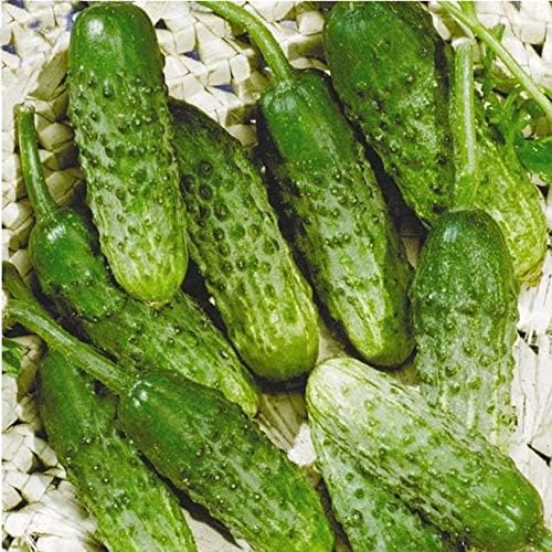 Seeds Cucumber Source F1 Rodnichok Open-Pollinated Pickling Non GMO Vegetable for Planting