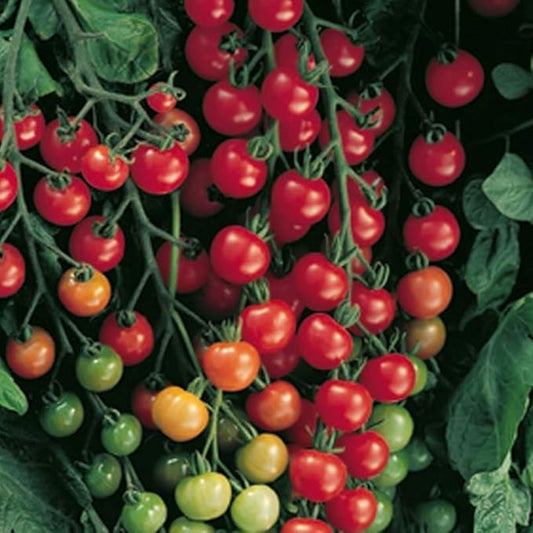 Park Seed Variety of Tomato Seeds, Planting Vegetables, Easy to Grow, Non-GMO, Perfect for Harvesting, Supersweet 100 Hybrid, Pack of 1000