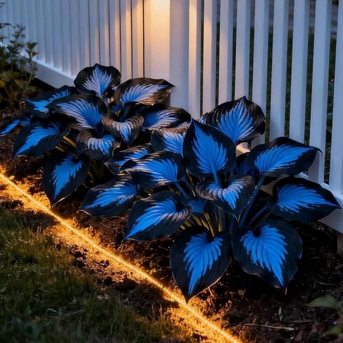 220+ Hosta Seeds Perennial for Planting,Hosta Seeds,Rare Hostas Seed Shade Plant for Garden Low Maintenance