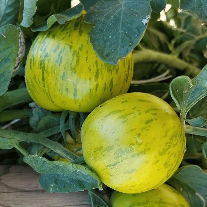 30+ Seeds Zebra Tomato - Vegetable Green