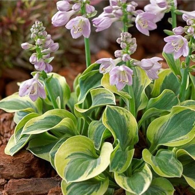 115+ Mixed Hosta Seeds for Planting Outdoors,Giant Hostas Seeds Perennial,Ground Cover Seed Shade Low Maintenance for Home Outdoor Garden