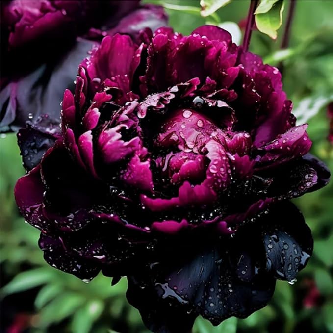 100PCS Mix Peony Seeds for Planting,Fragrant Peony Flower Seeds to Plant Outdoor-Non-GMO Heirloom Seed Attracts Bees&Butterflies for Garden