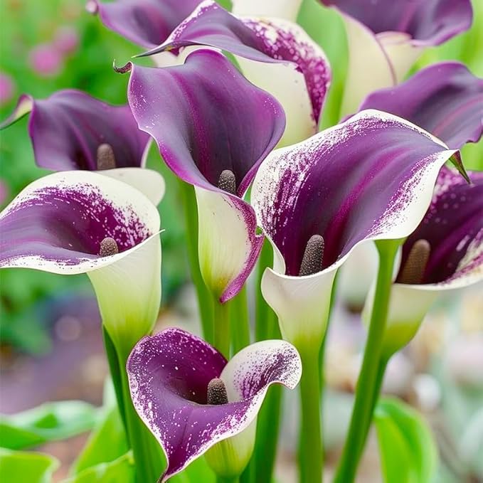 30Pcs Mix Calla Lily Seeds for Planting in Home Garden-GMO Heirloom Plant Seeds Garden Outdoor