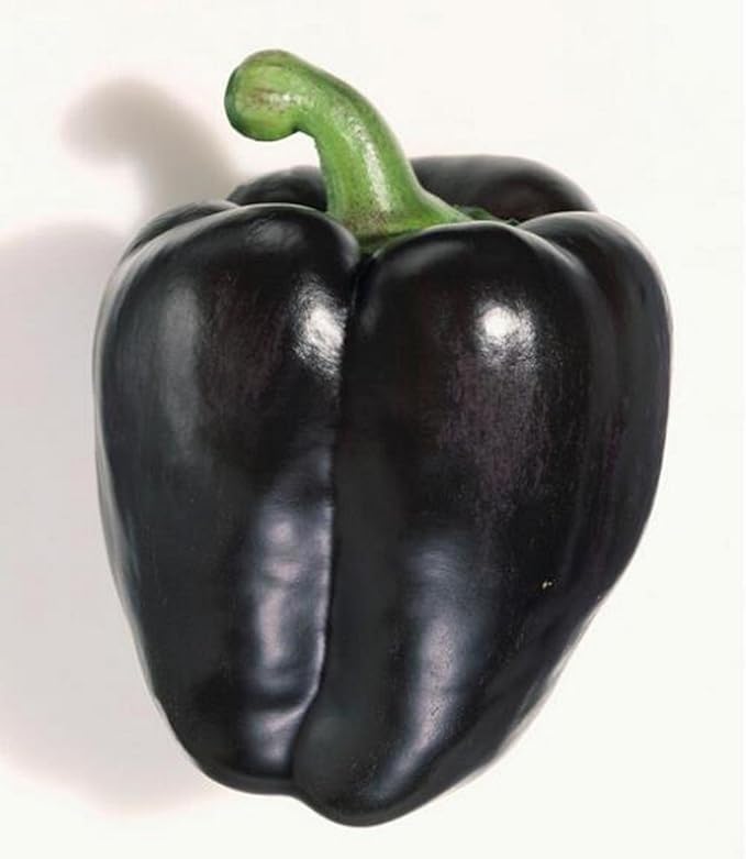 Sweet Bell Pepper Black Horse Seeds Heirloom Vegetable for Planting Giant Non GMO 30 Seeds