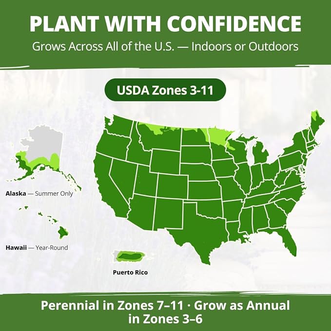 HOME GROWN Non GMO Rosemary Seeds Pack - 150 High Germinating Heirloom Herb Seeds for Planting in Indoor or Outdoor Herb Gardens (Salvia rosmarinus)