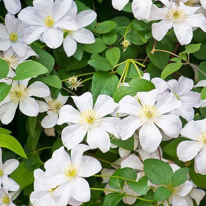 200+Perennial Mixed Clematis Vine Flower Seeds for Planting Outdoor-Clematis Hybridas Plant Garden Home Non-GMO
