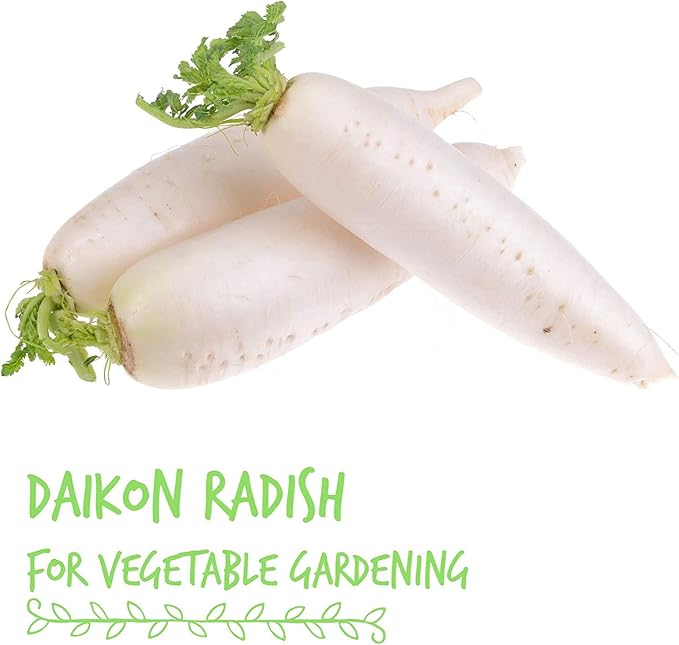 Organic Radish Sprouting Seeds - 4 Oz- Radish Seed for Sprouting Sprouts, Cooking, Soup, Food Storage, Hydroponics, Gardening & More