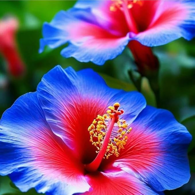 115+ Mixed Perennial Hibiscus Flower Seeds for Planting - Fresh Hardy Hibiscus Exotic Plant Bonsai Seeds Non-GMO Heirloom for Multi-Colored Flower Home Garden Outdoor