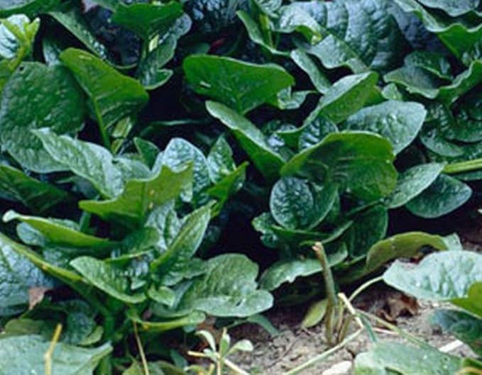 Malabar Spinach (Green Stem Variety) - Excellent for stir-Fry Cooking or RAW(300 - Seeds)