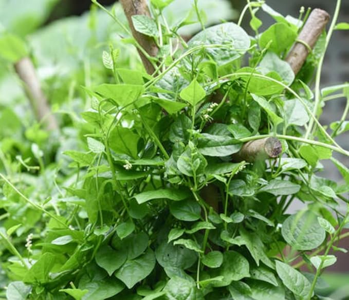 100 Malabar Spinach Seeds – Rau Mồng Tơi – Basella Alba – Climbing Spinach – Organic, Non-GMO, Heirloom – Fast-Growing, Heat-Tolerant, Perfect for Trellises & Home Gardens