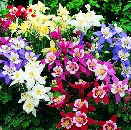 200 Columbine McKana Giants Flower Seeds, Perennial Colorful Attracts Bees and Hummingbirds from USA Aquilegia caerulea