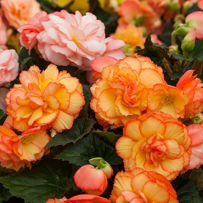 100+ Limitless Begonia Seed for Planting Outdoor-Non-GMO Heirloom Vibrant Flower Continuous Blooms for Beds Borders Containers