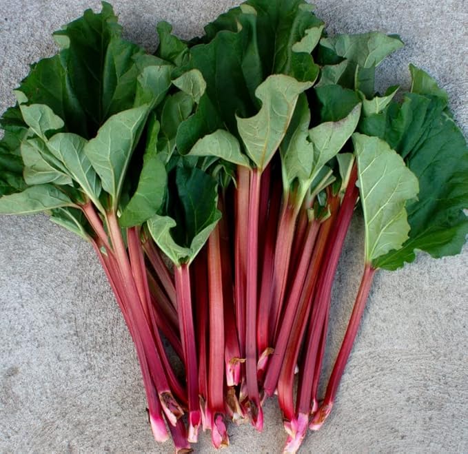 30+ Seeds Rhubarb Victoria - Vegetable Red