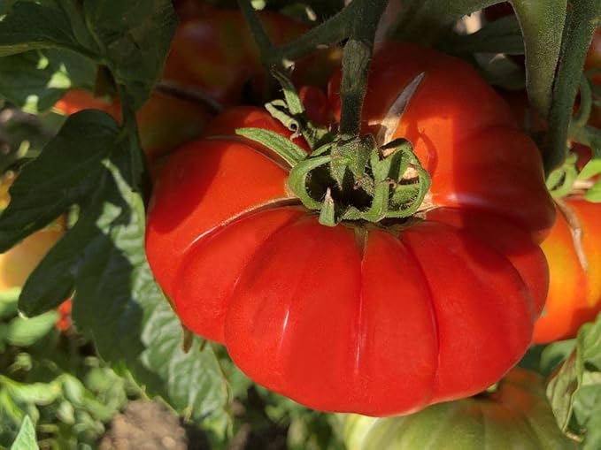 40+ Seeds Giant Beefsteak Tomato - Vegetable Red