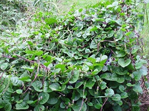 Mixed Malabar Spinach - Homegrown in The USA - Fresh Seeds - Both Varieties - RED & Green Blend - Vine Spinach - Delicious (100 - Seeds)