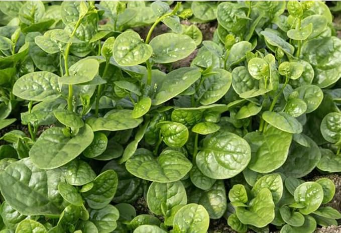 100 Malabar Spinach Seeds – Rau Mồng Tơi – Basella Alba – Climbing Spinach – Organic, Non-GMO, Heirloom – Fast-Growing, Heat-Tolerant, Perfect for Trellises & Home Gardens