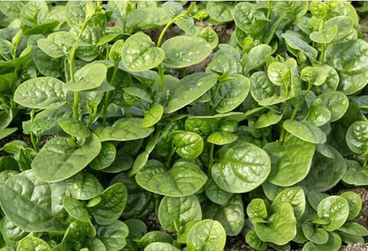 100 Malabar Spinach Seeds – Rau Mồng Tơi – Basella Alba – Climbing Spinach – Organic, Non-GMO, Heirloom – Fast-Growing, Heat-Tolerant, Perfect for Trellises & Home Gardens