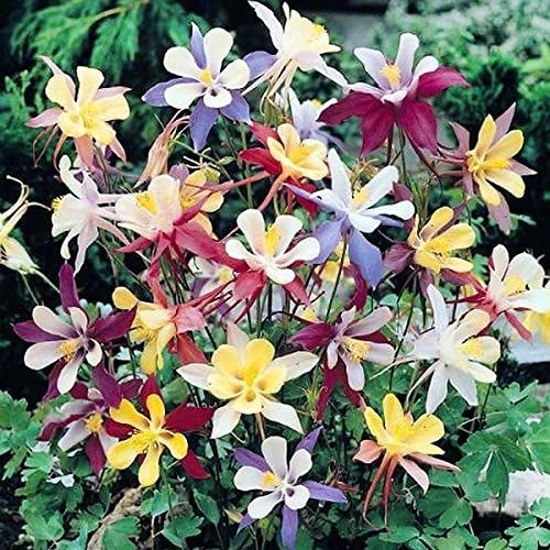 200 Columbine McKana Giants Flower Seeds, Perennial Colorful Attracts Bees and Hummingbirds from USA Aquilegia caerulea