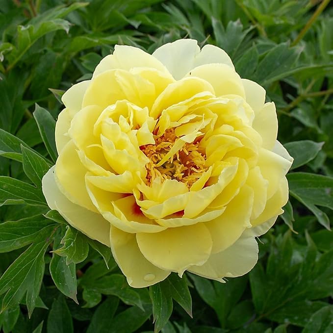 103+ Double Mixed Peonies Seeds Perennial Flower for Planting Outdoors,Premium Peony Seeds,Peony Flowers Seed Non-GMO Heirloom with Ruffled Blooms Garden