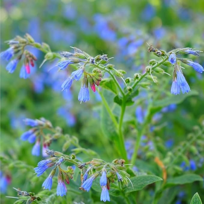 80+ Comfrey Seed for Planting,Comfrey Symphytum Officinale Seeds,Non-GMO Heirloom Pollinator Friendly Herb Seed for Home Outdoor Garden