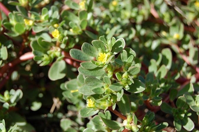 Purslane (Portulaca oleracea) Vegetable Green Leafy Antitoxin Heirloom Organic Non-GMO