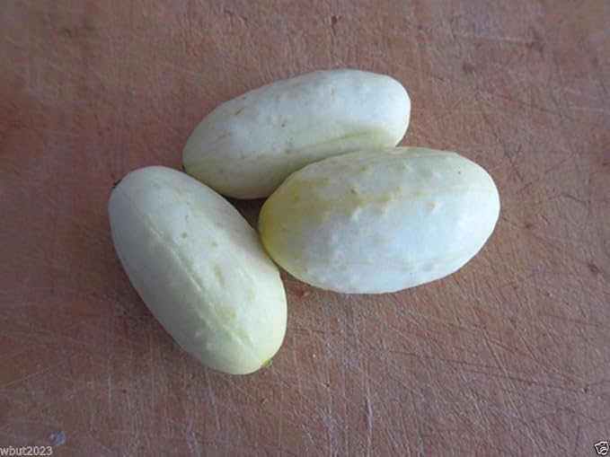 Miniature White Cucumber (Cucumis sativus) 50 Vegetable SEEDS - Pickler.