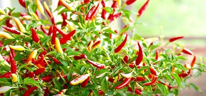 Small Thai Chili Hot Pepper Seeds - Hot Heirloom Chili from Thailand(25 - Seeds)