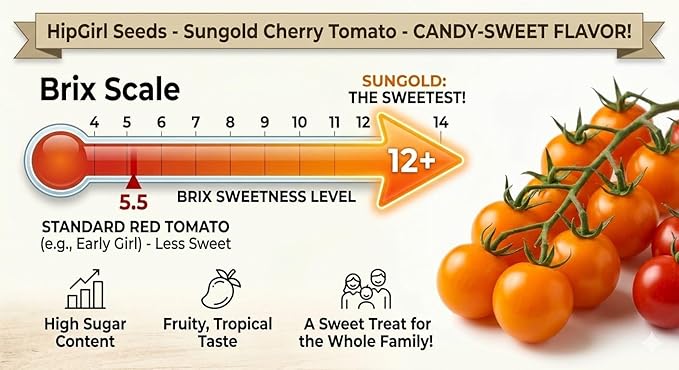 10ct Sweet Orange Sun Gold Cherry Tomato Seeds for Planting.Non GMO Garden Seeds for Planting Vegetables Seed at Home Vegetable Garden and Hydroponics Seed Pods:10ct Sungold Tomato