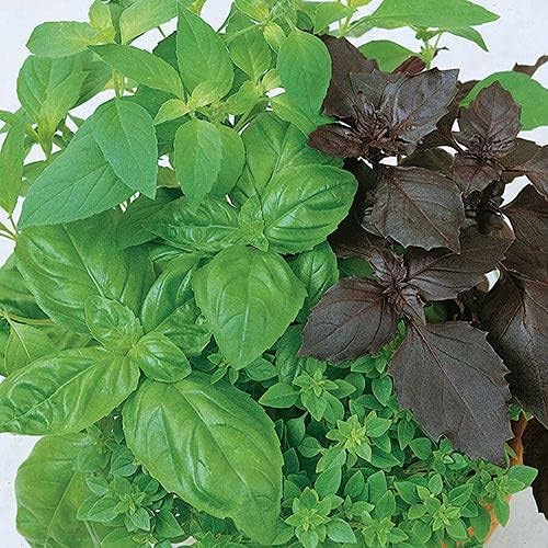 Park Seed Basil Herb Plant Seeds, Easy to Grow, Variety of Colors, Spring Garden, Culinary Blend Organic, Pack of 100
