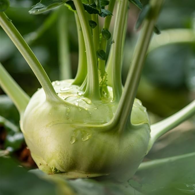 Kohlrabi Seeds for Planting, Pack of 1000 Vegetable Seeds for Planting