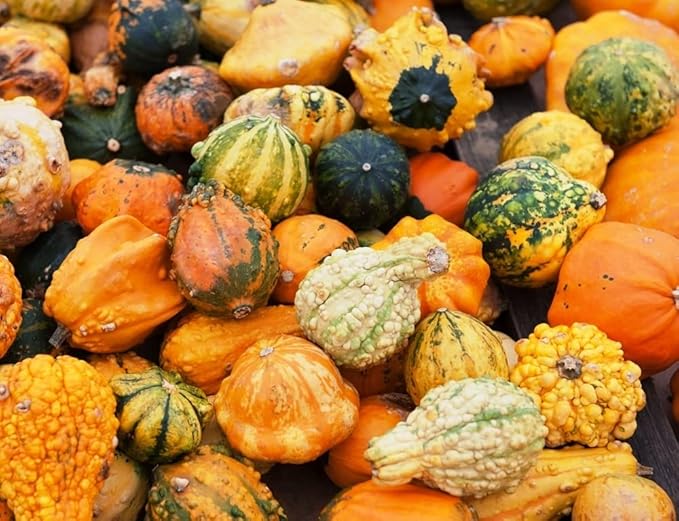 10+ Seeds Ornamental Pumpkin - Vegetable Mix