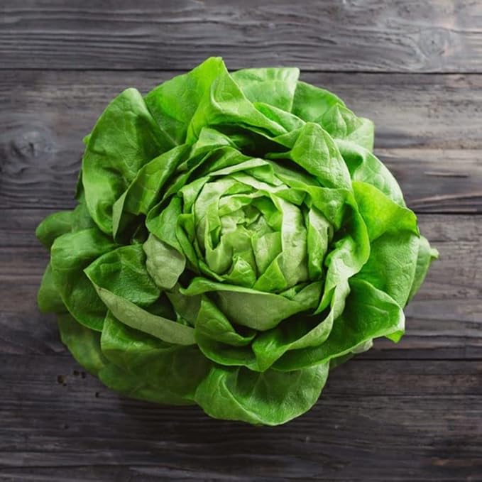 1000+ Seeds Butterhead Lettuce May's Queen for Indoor Salad - Vegetable Green