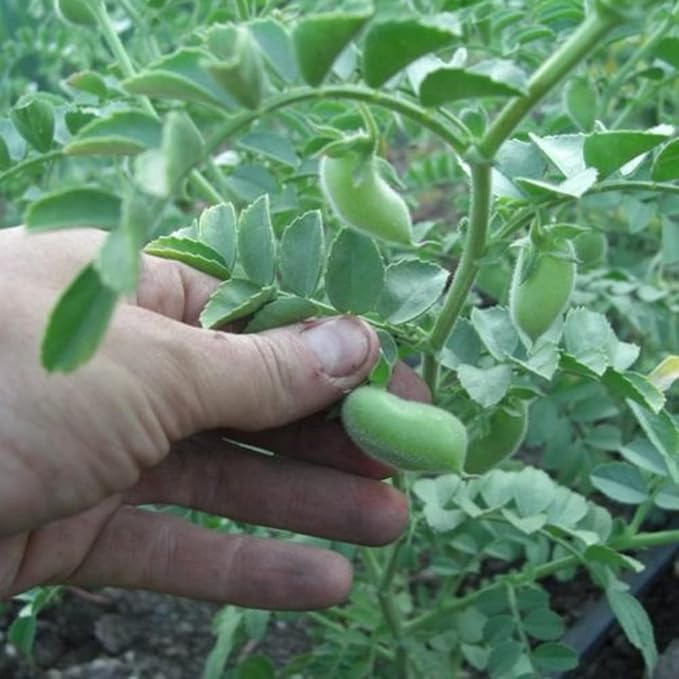 Todd's Seeds Sprouting Garbanzo Beans, Non-GMO, Chemical Free, High Germination (1/4 Pound)