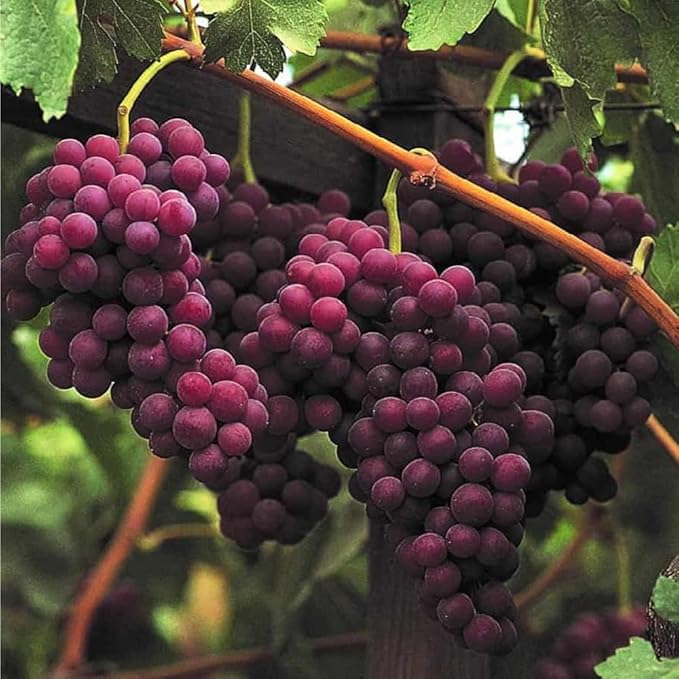 1000+ Mixed Fruit Seeds for Planting - 80+ Grapes 700+ Strawberry 200+ Raspberry & 80+ Blueberry Seeds Fresh Fruit,Non GMO Seed Home Garden Outdoors