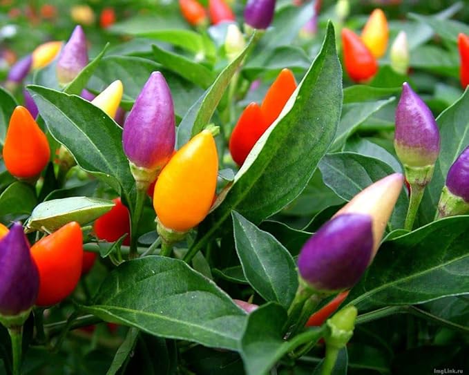 Seeds Pepper Masquerade Indoor Ornamental Mix Mini Decorative Vegetable for Planting Pot Heirloom Non GMO