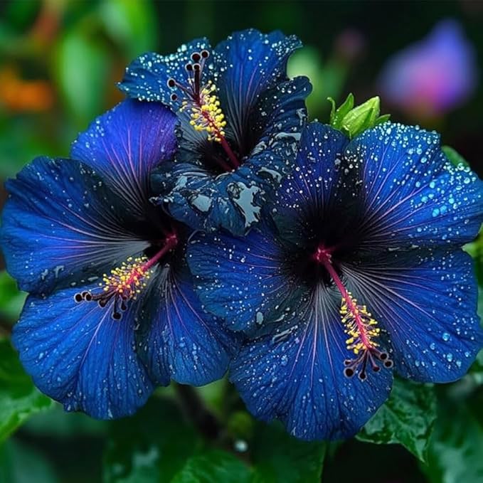 115+ Mixed Perennial Hibiscus Flower Seeds for Planting - Fresh Hardy Hibiscus Exotic Plant Bonsai Seeds Non-GMO Heirloom for Multi-Colored Flower Home Garden Outdoor