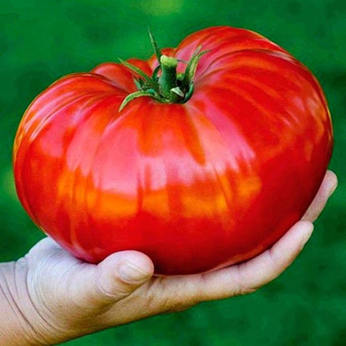 40+ Seeds Giant Beefsteak Tomato - Vegetable Red