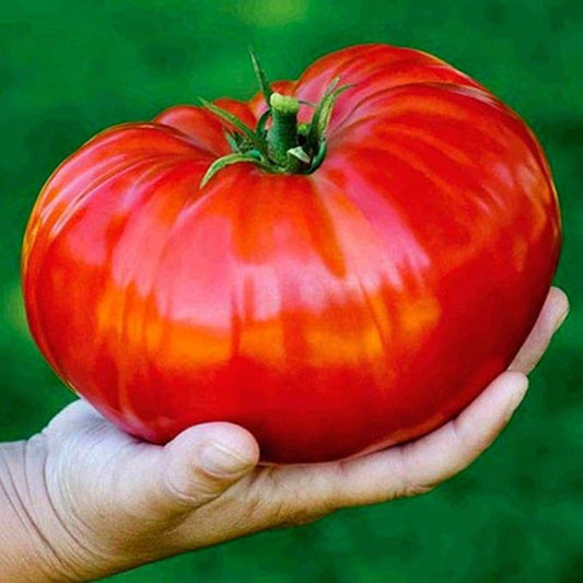 40+ Seeds Giant Beefsteak Tomato - Vegetable Red